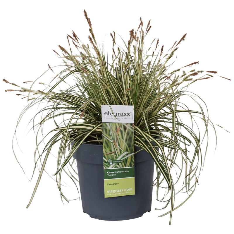 Carex hachijoensis "evergold" (Segge) (S)