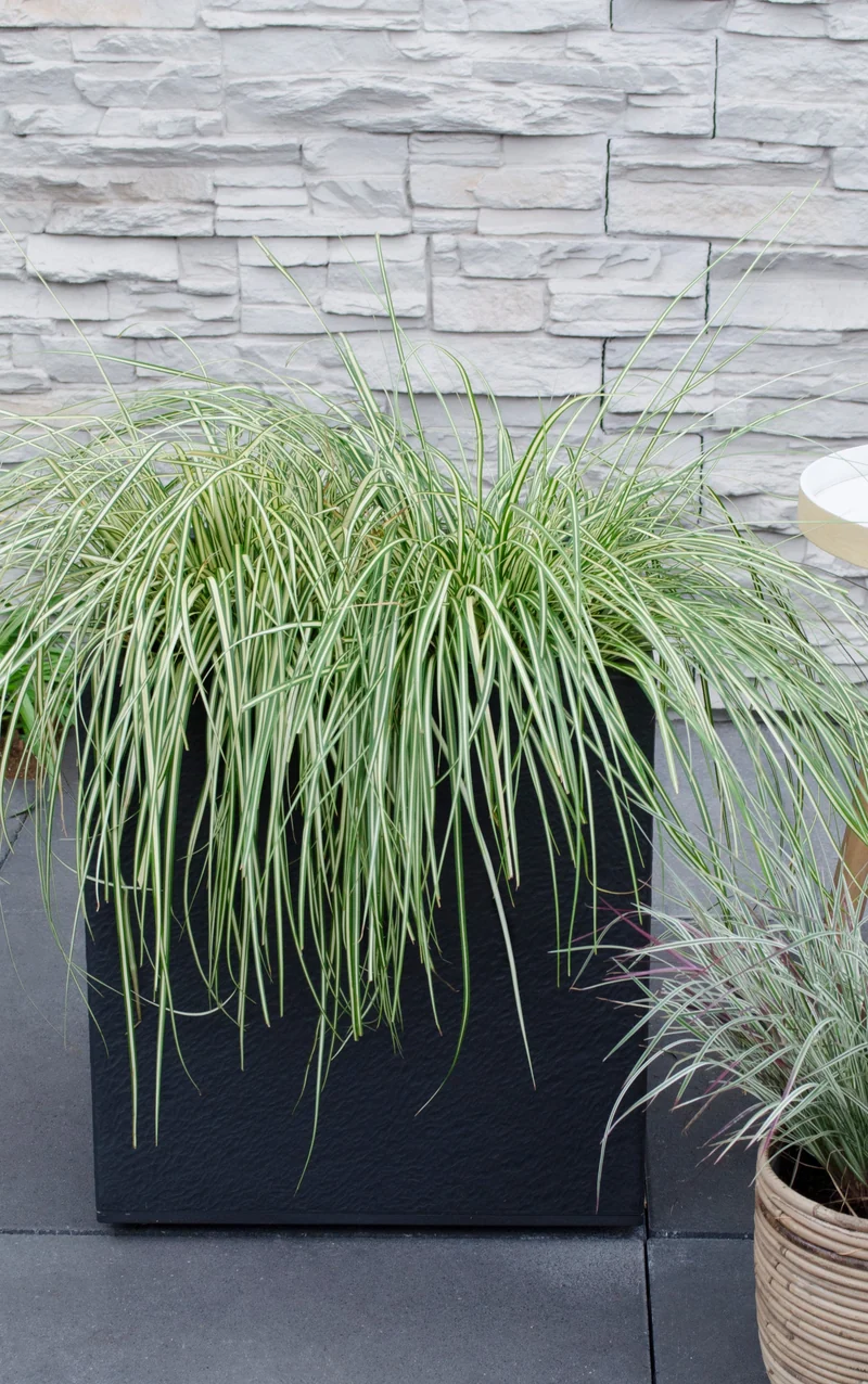 Carex hachijoensis "evergold" (Segge) (M)