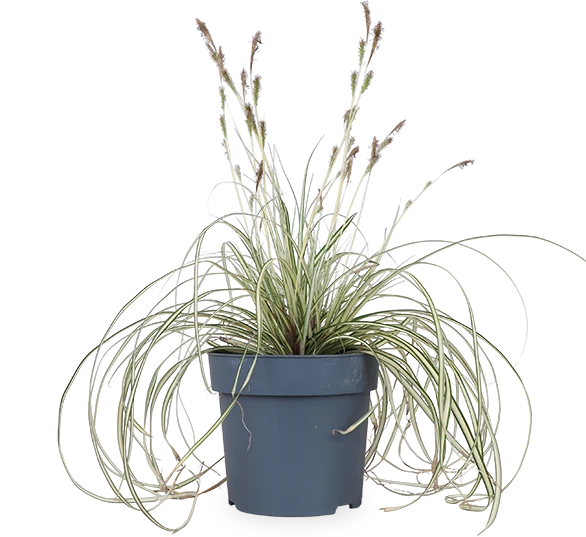 Carex hachijoensis "evergold" (Segge) (M)