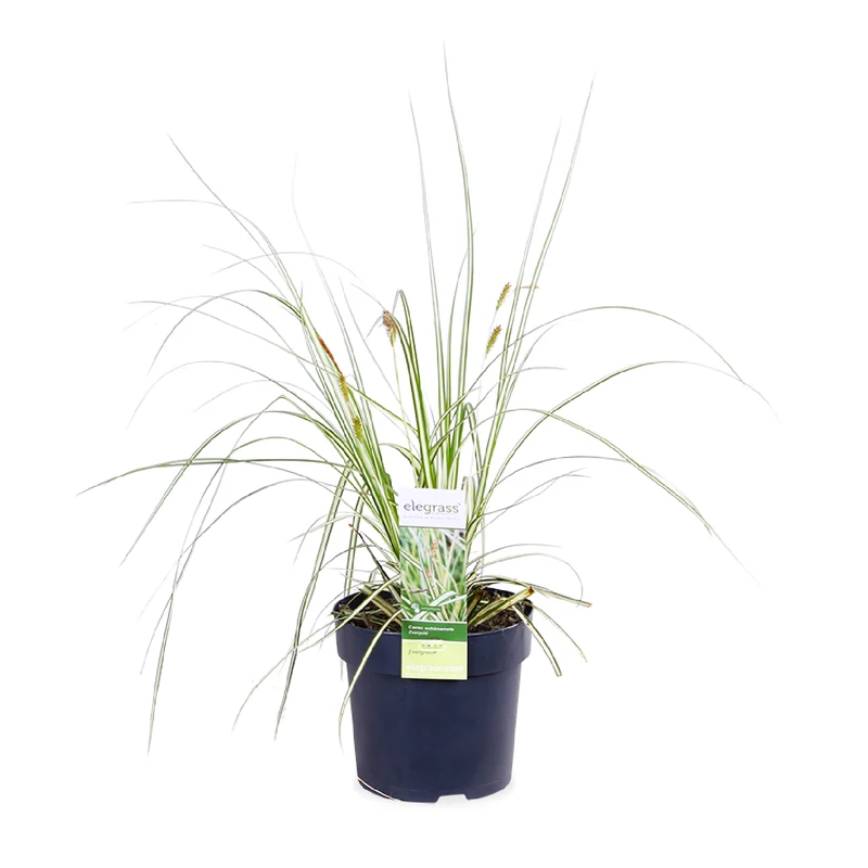 Carex hachijoensis "evergold" (Segge) (M)