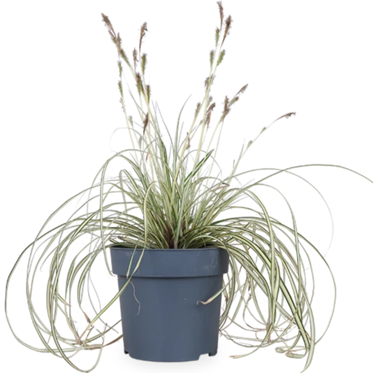 Carex hachijoensis "evergold" (Segge) (M)