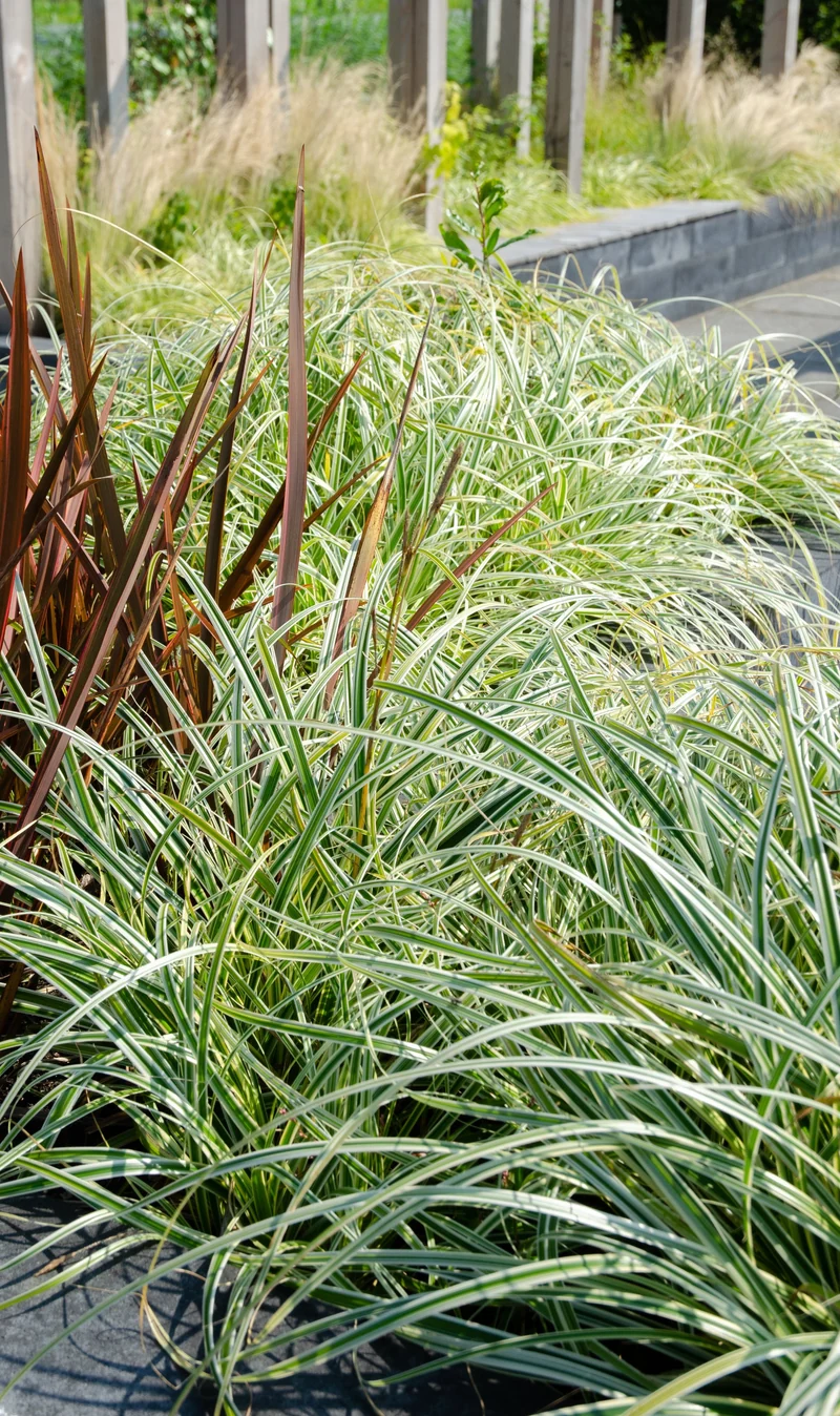 Carex hachijoensis "evergold" (Segge) (M)