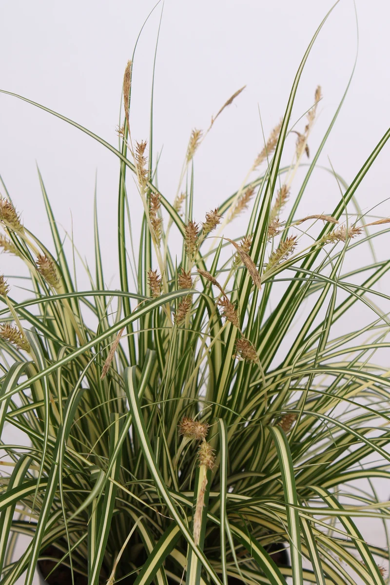 Carex hachijoensis "evergold" (Segge) (M)