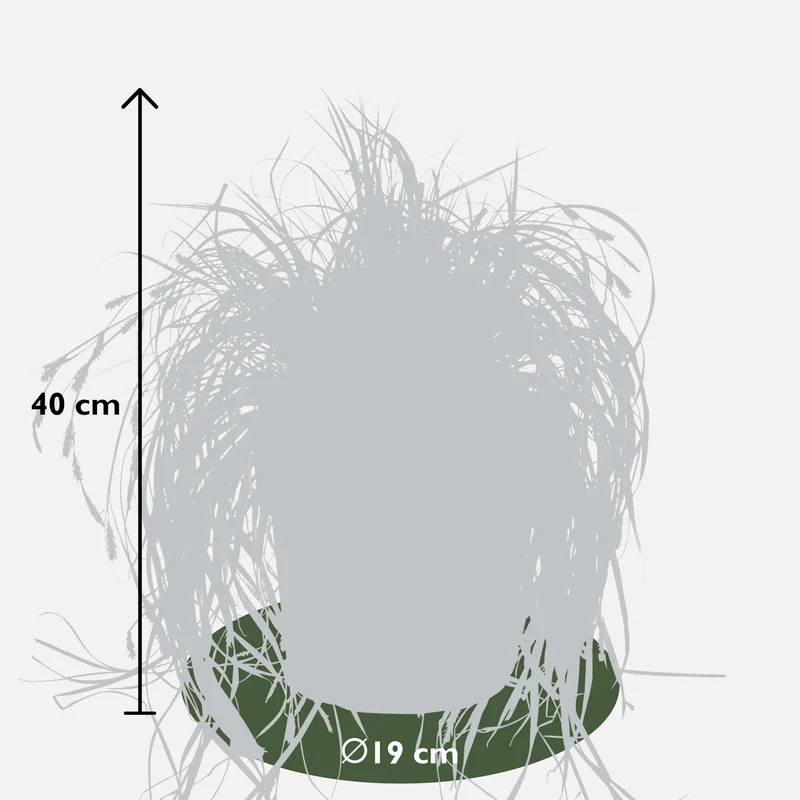 Carex hachijoensis "evergold" (Segge) (M)