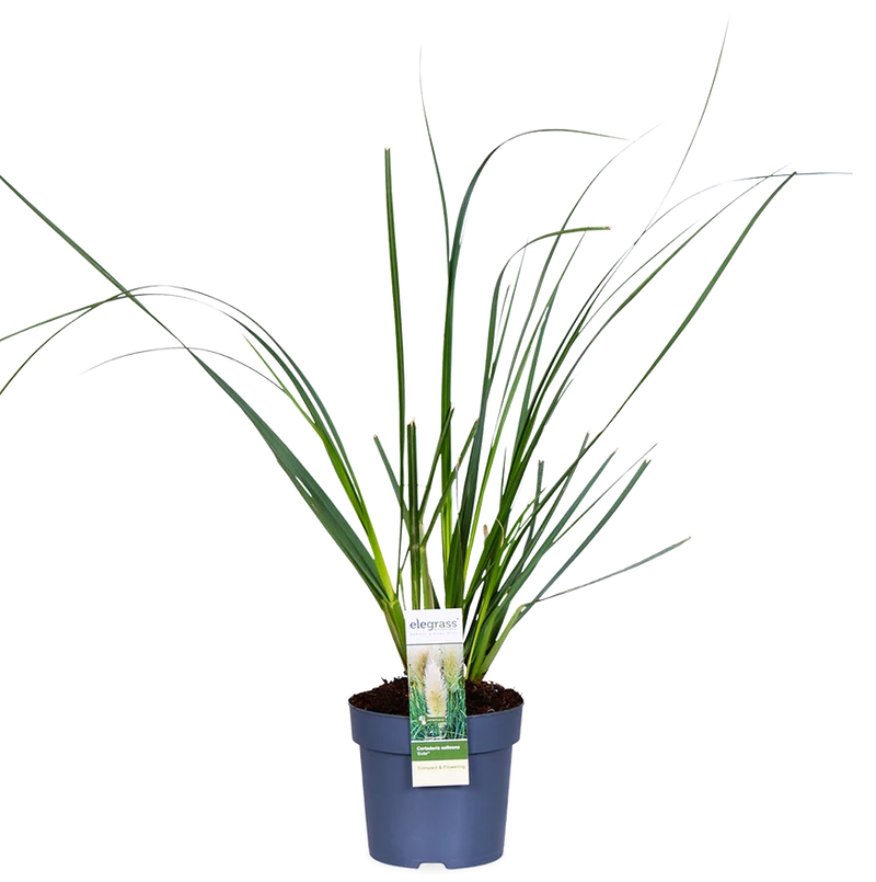 Cortaderia selloana evita (Pampasgras) (M)