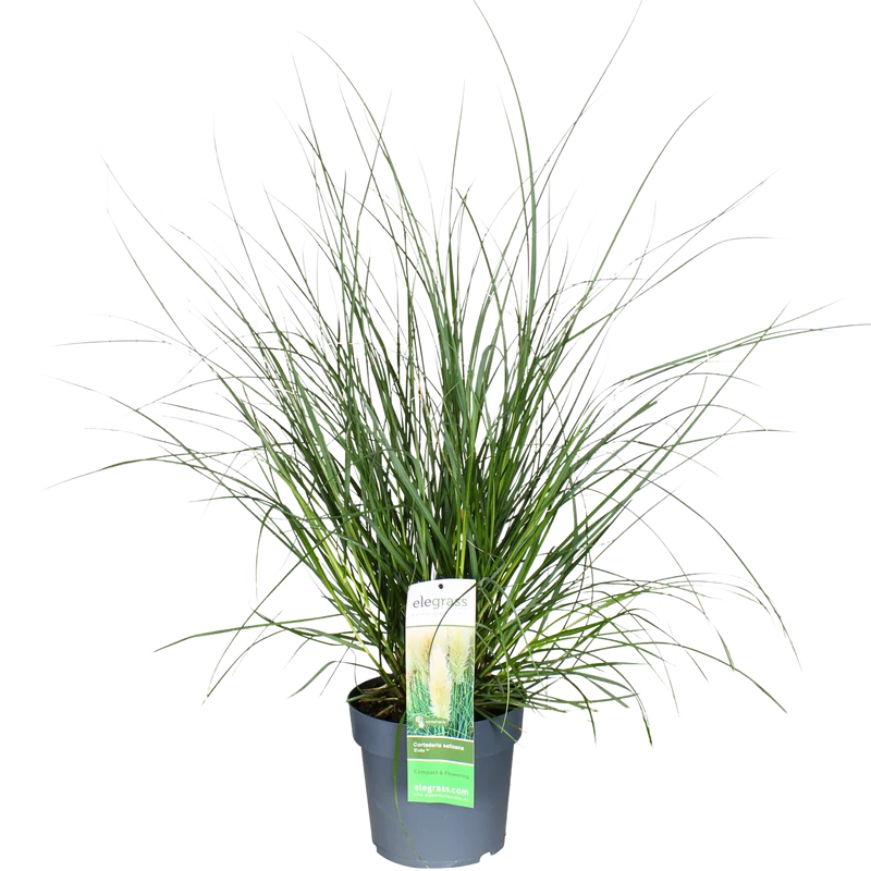Cortaderia selloana evita (Pampasgras) (M)