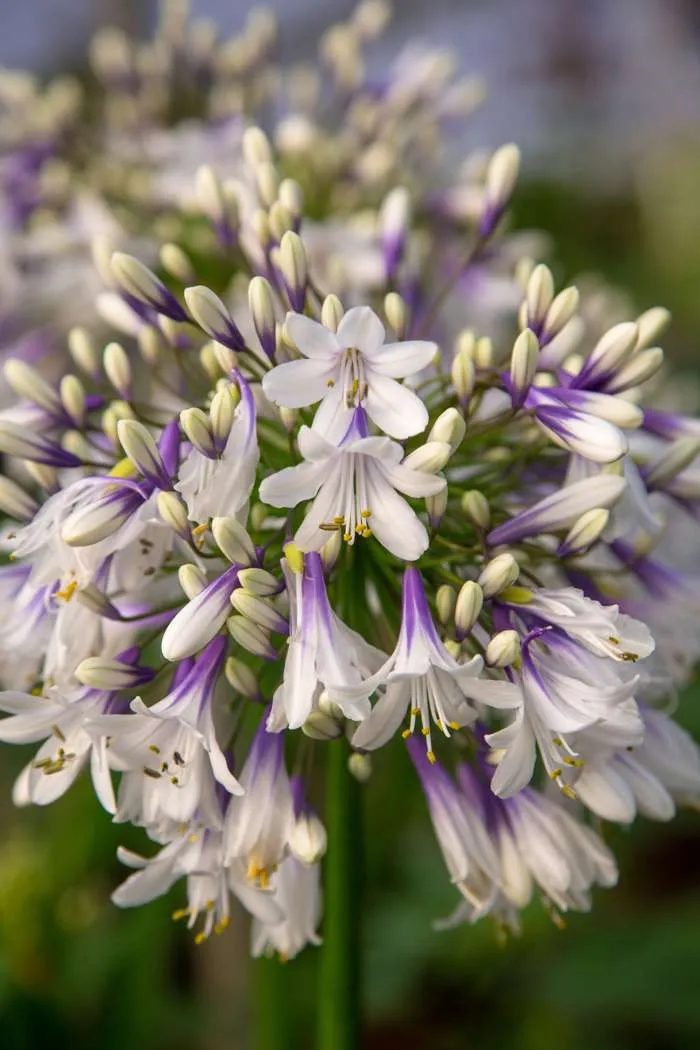 Agapanthus "Fireworks" (Schmucklilie) (M)