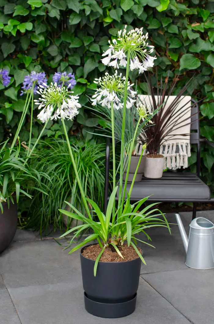 Agapanthus "Fireworks" (Schmucklilie) (M)