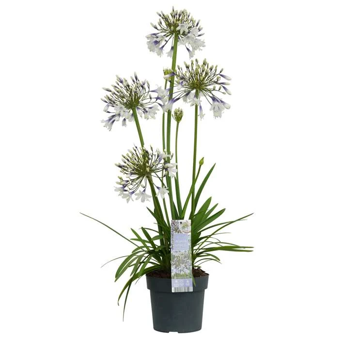 Agapanthus "Fireworks" (Schmucklilie) (M)