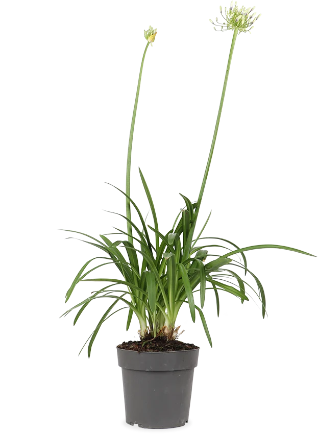 Agapanthus "Fireworks" (Schmucklilie) (M)