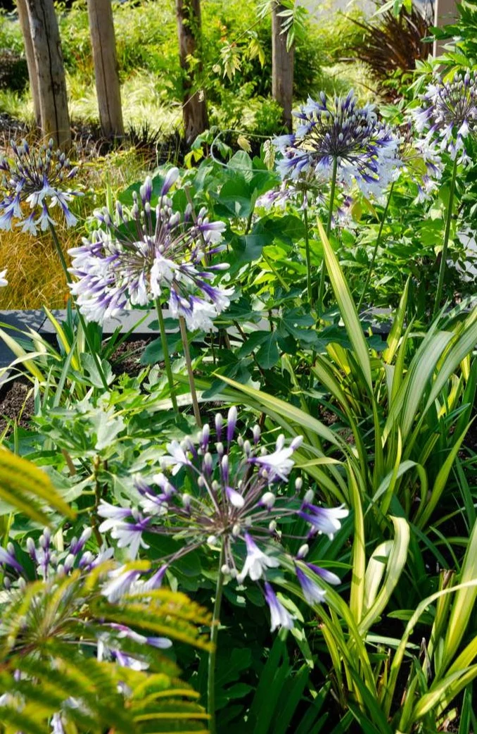 Agapanthus "Fireworks" (Schmucklilie) (M)