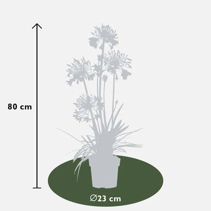 Agapanthus "Fireworks" (Schmucklilie) (M)