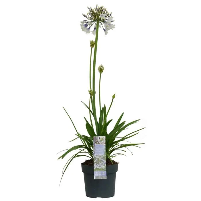 Agapanthus "Fireworks" (Schmucklilie) (M)
