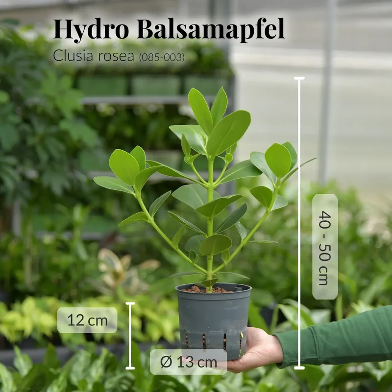 Hydro Clusia