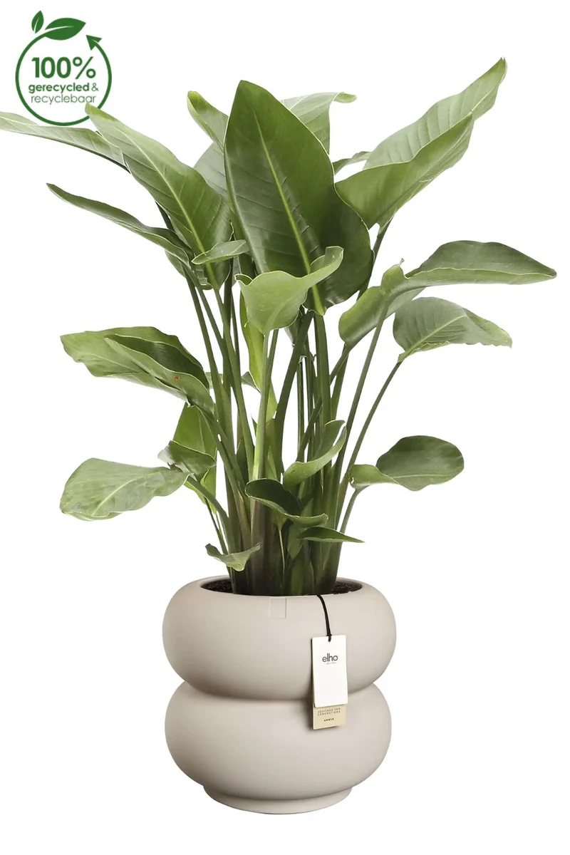 Blumentopf Elho Amber Roll Low 40 cm Balanced Beige
