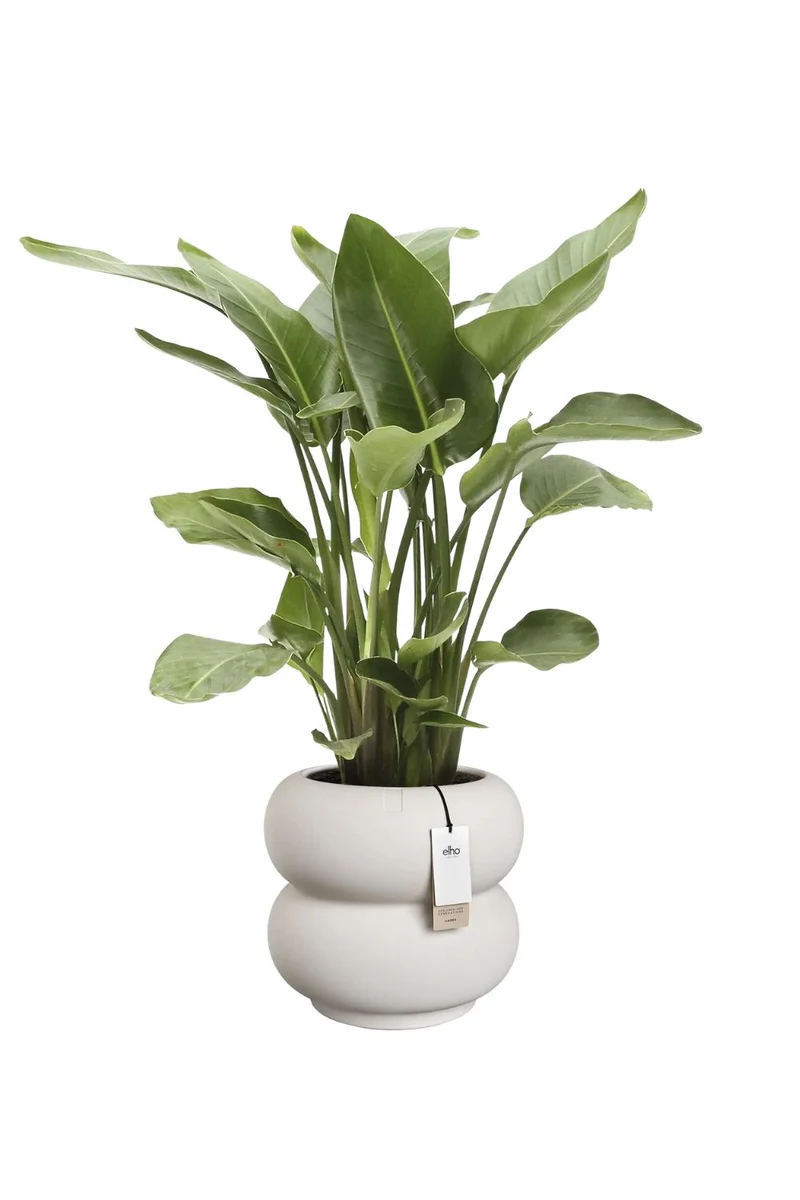 Blumentopf Elho Amber Roll Low 40 cm Leinenweiß