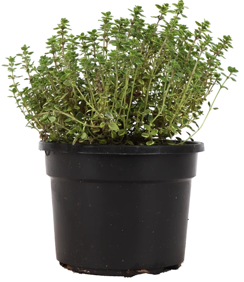 Zitronenthymian (Thymus)