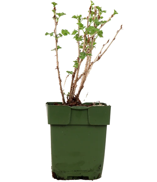 Stachelbeere (Ribes ribest Easy Crisp)