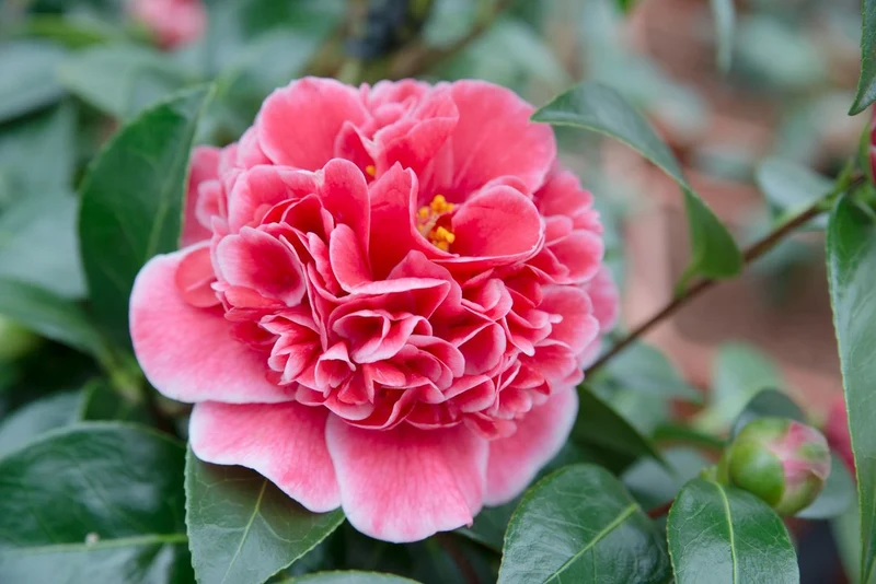 Camellia williamsii "volunteer" (Kamelie) (M)