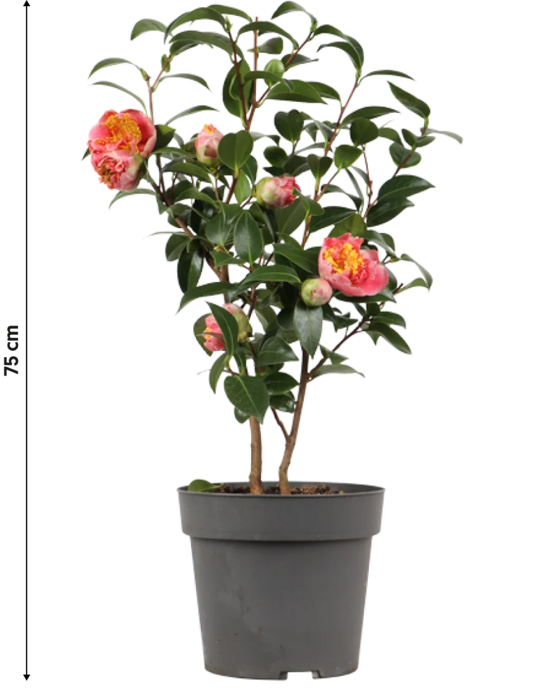 Camellia williamsii "volunteer" (Kamelie) (M)