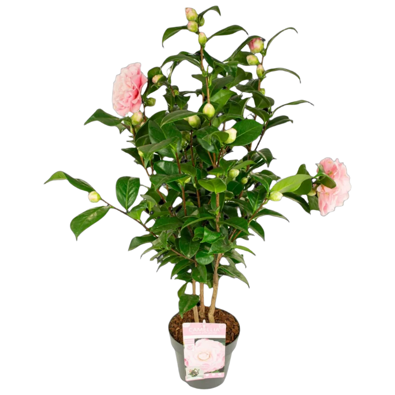 Camellia jap. "Nuccio's Gem" (Kamelie) (M)
