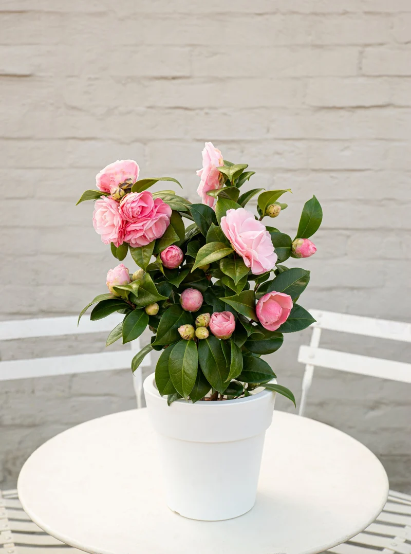 Camellia jap. "Nuccio's Gem" (Kamelie) (M)