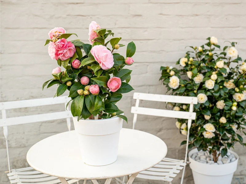 Camellia jap. "Nuccio's Gem" (Kamelie) (M)