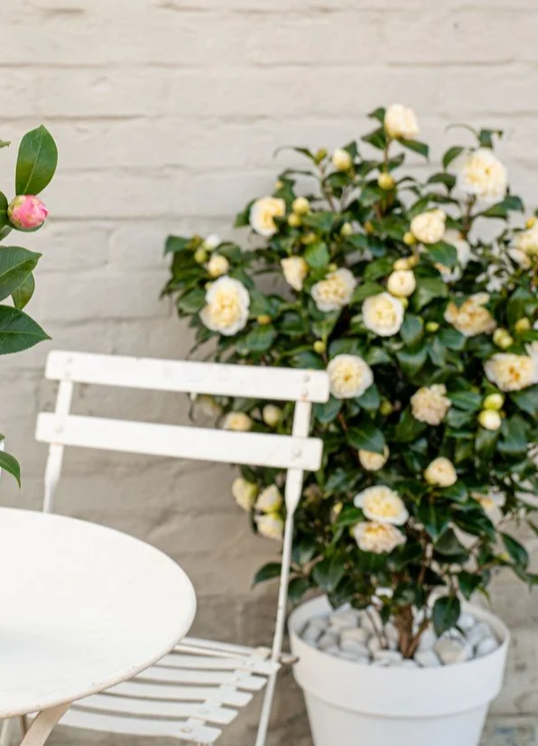 Camellia jap. "Nuccio's Gem" (Kamelie) (M)