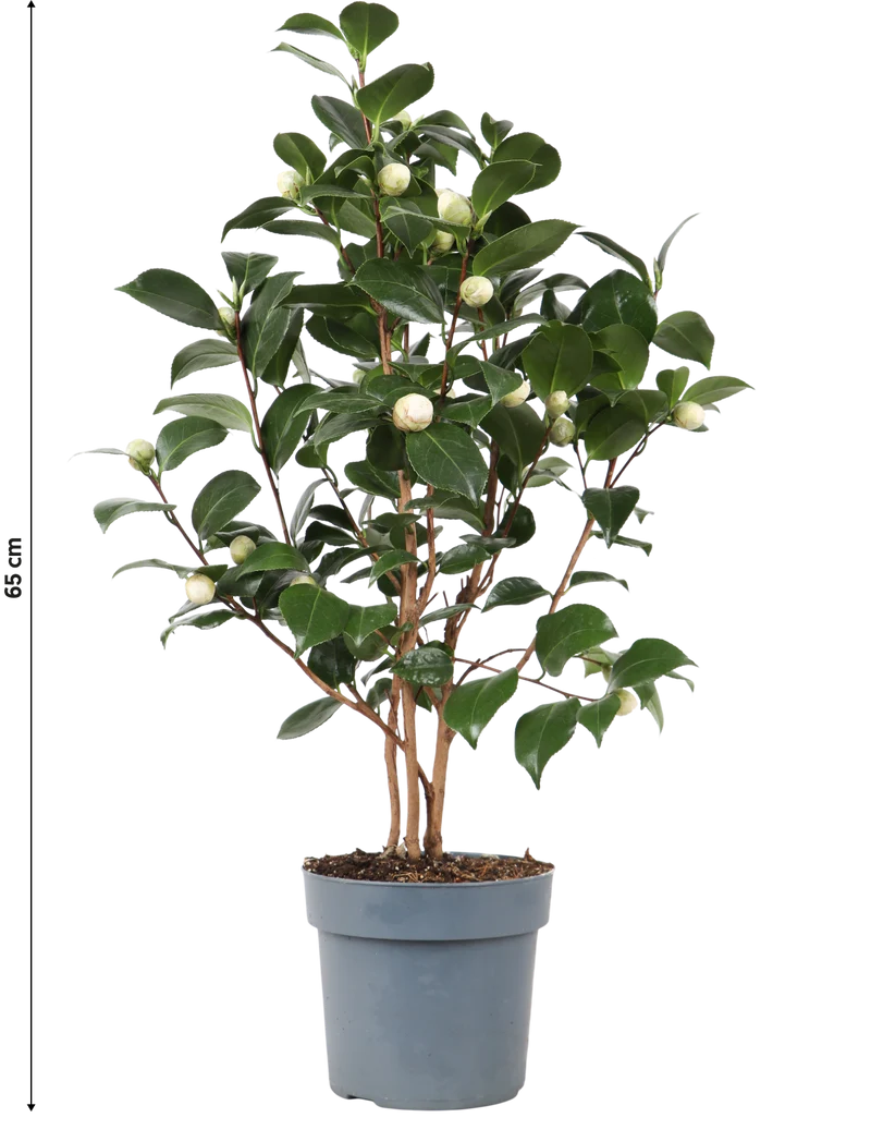 Camellia jap. "Nuccio's Gem" (Kamelie) (M)
