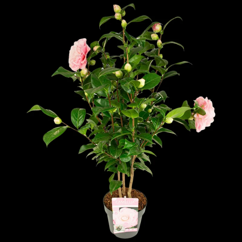 Camellia jap. "Nuccio's Gem" (Kamelie) (M)
