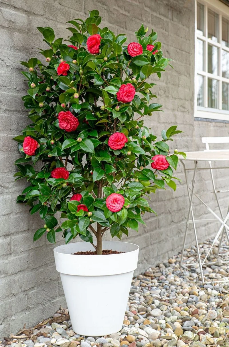 Camellia jap. "Black Lace" (Kamelie) (L)
