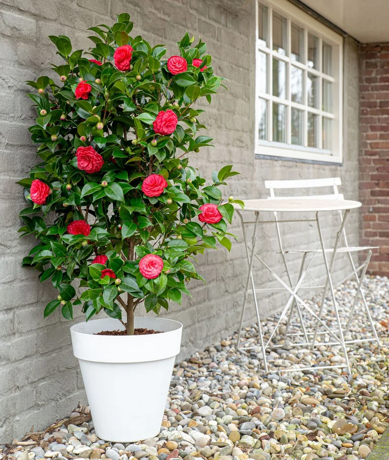Camellia jap. "Black Lace" (Kamelie) (L)