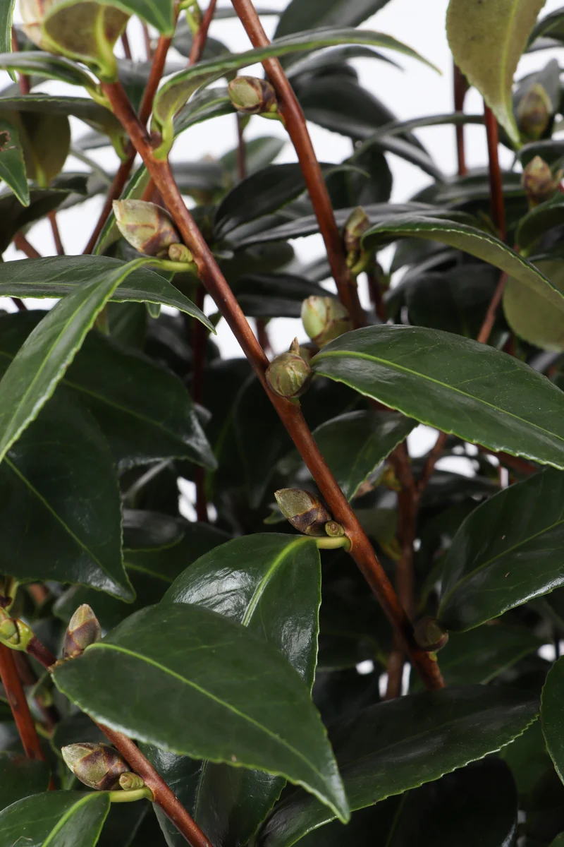 Camellia jap. "Black Lace" (Kamelie) (L)