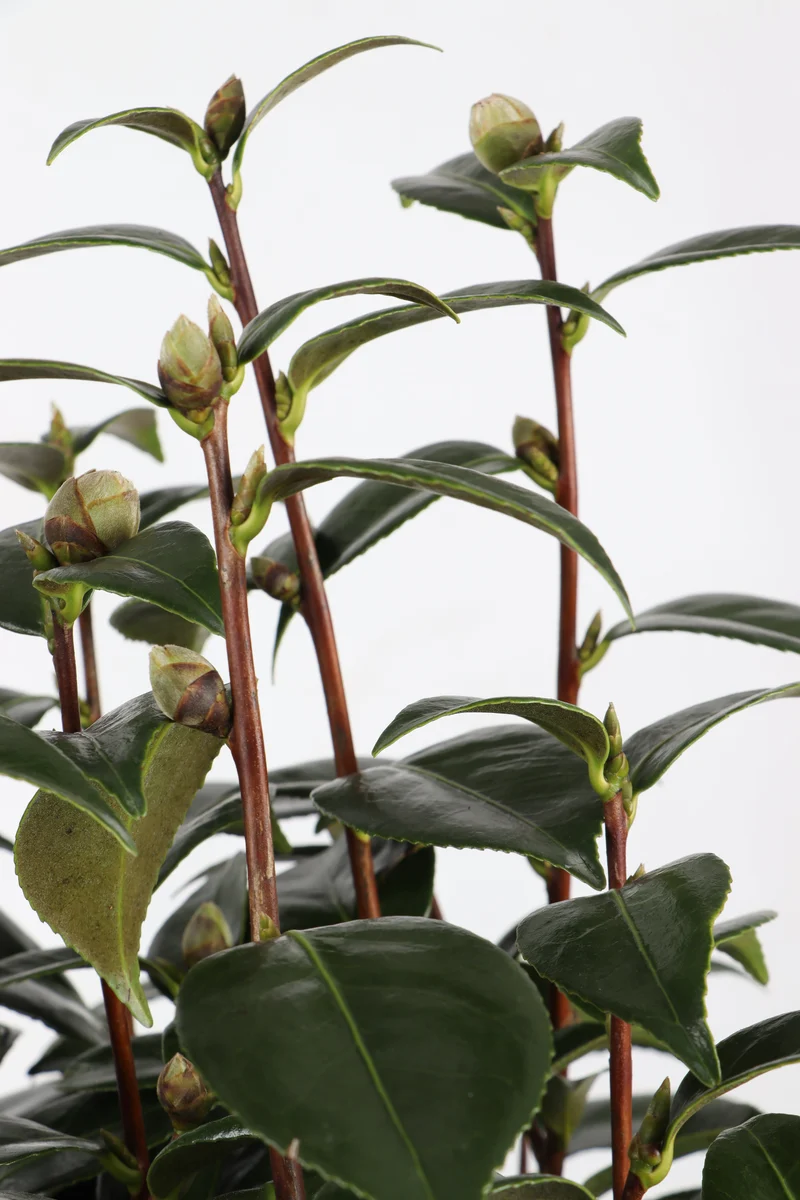 Camellia jap. "Black Lace" (Kamelie) (L)