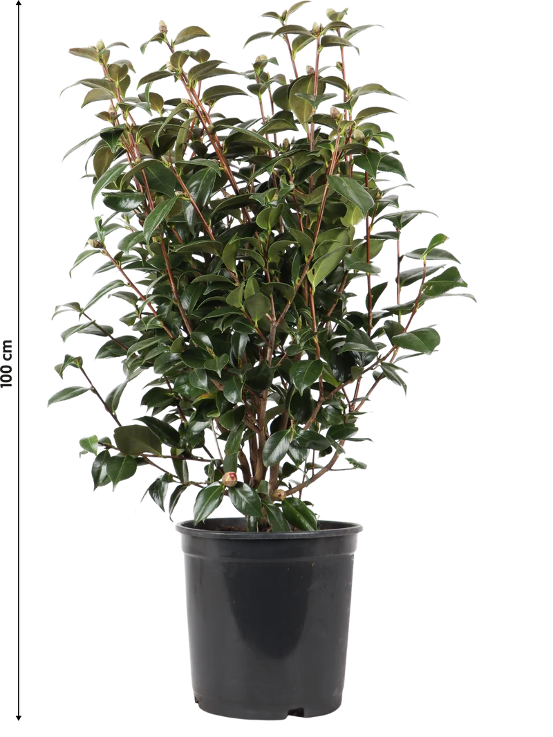 Camellia jap. "Black Lace" (Kamelie) (L)
