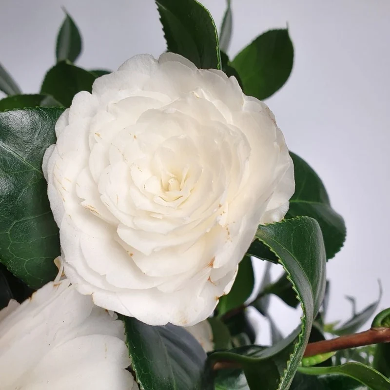 Camellia jap. "Centifolia Alba" (Kamelie) (L)