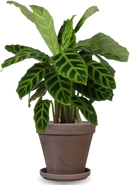 Calathea zebrina (Korbmarante) (S)