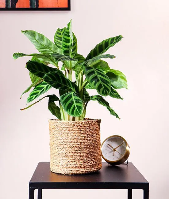 Calathea zebrina (Korbmarante) (S)