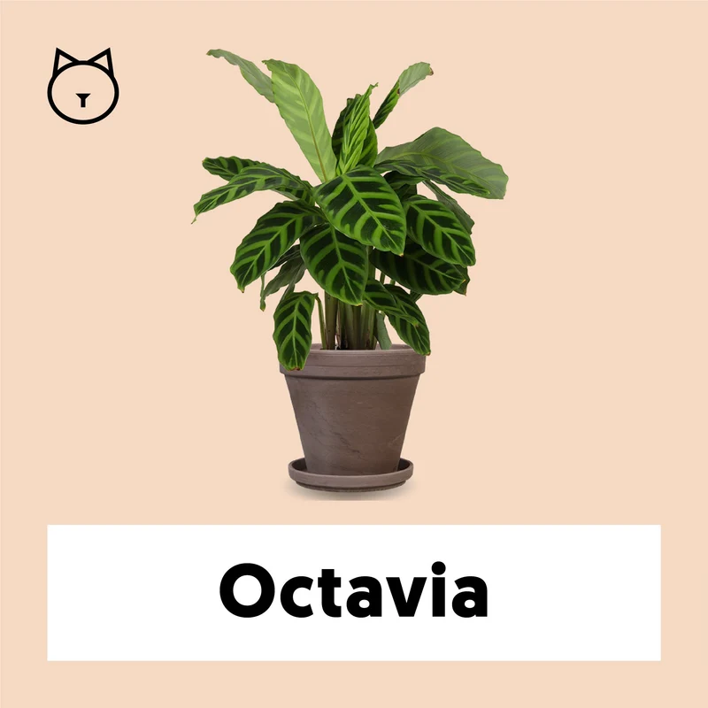 Calathea zebrina (Korbmarante) (S)