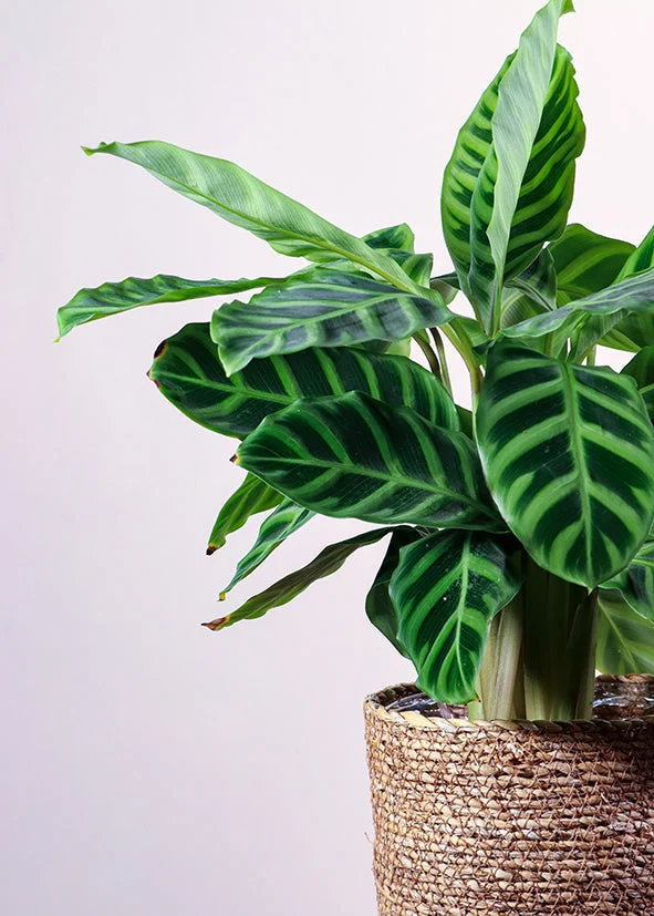Calathea zebrina (Korbmarante) (S)