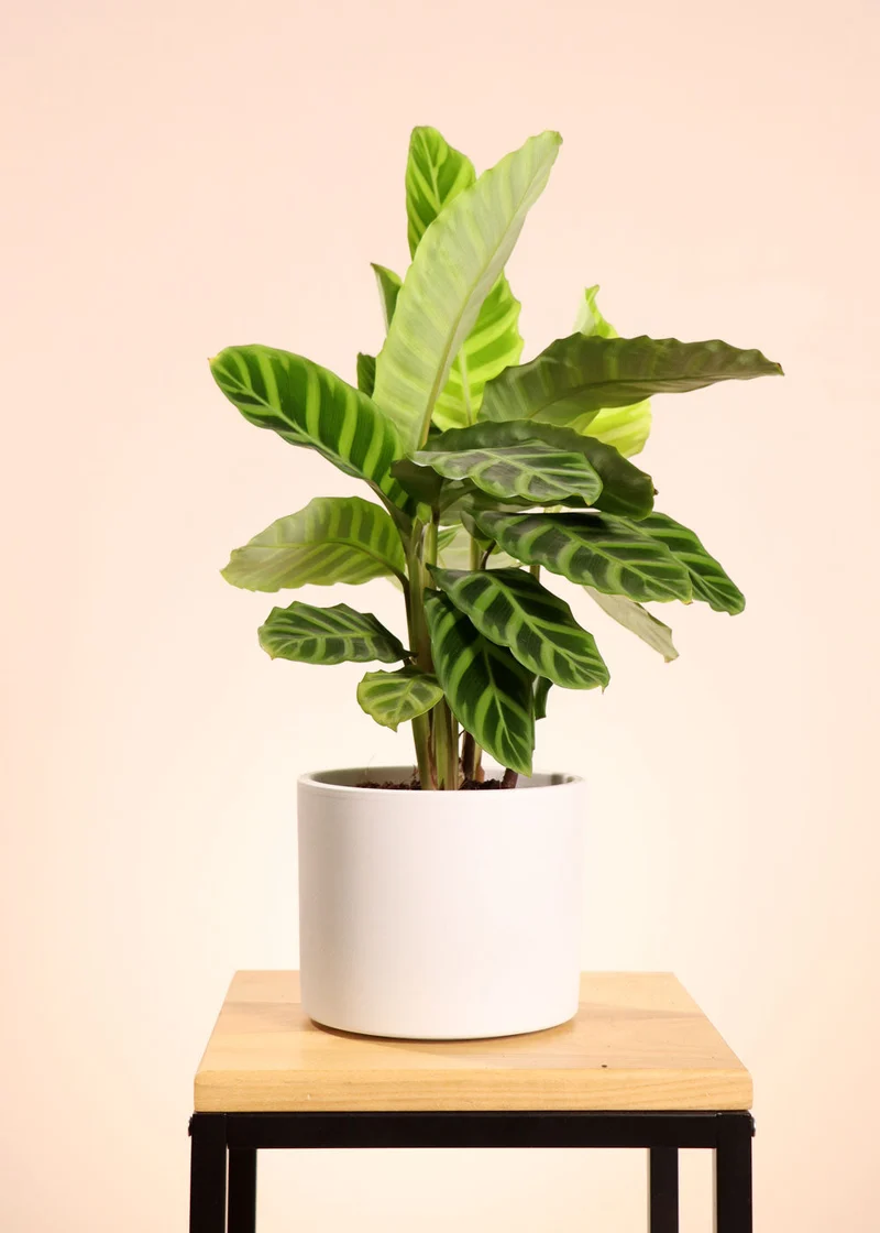 Calathea zebrina (Korbmarante) (S)