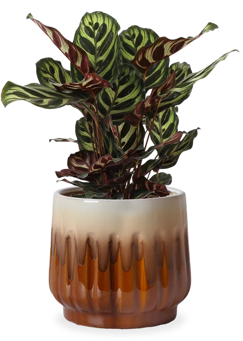 Calathea zebrina (Korbmarante) (S)