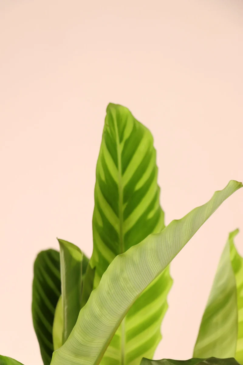 Calathea zebrina (Korbmarante) (S)