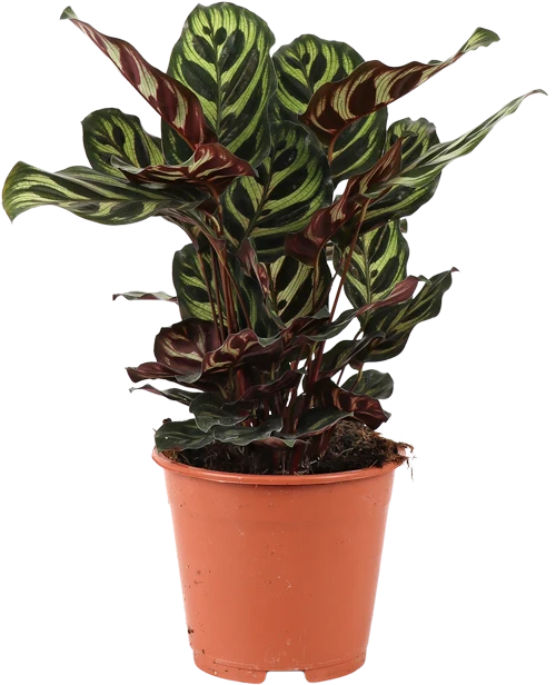 Calathea zebrina (Korbmarante) (S)