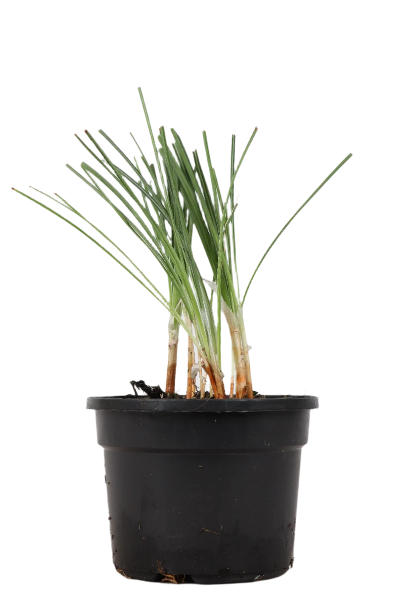 Crocus sativus (Safran/Safrankrokus)