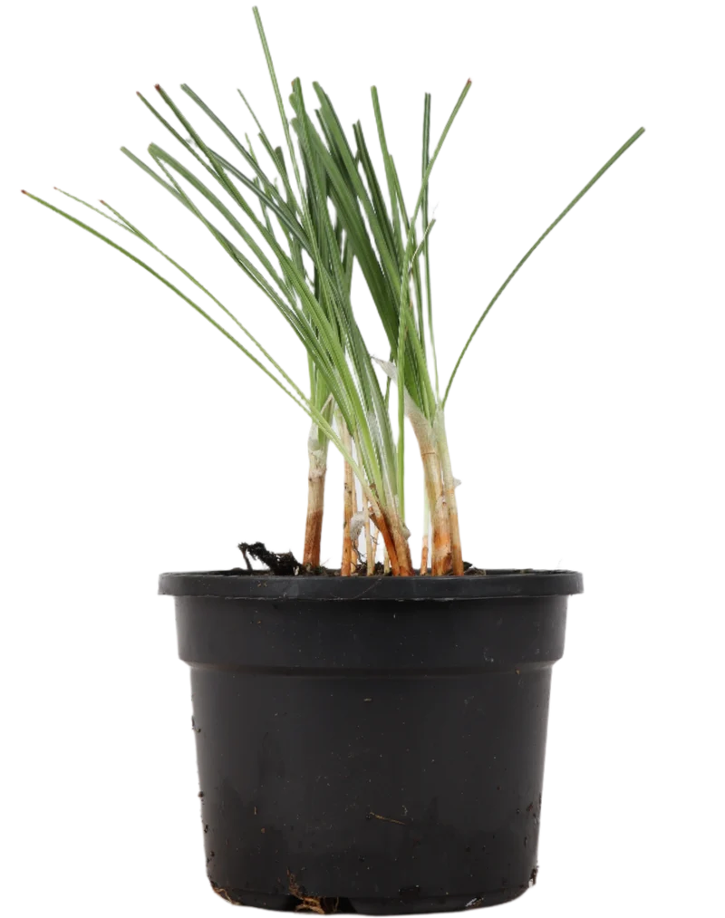 Crocus sativus (Safran/Safrankrokus)