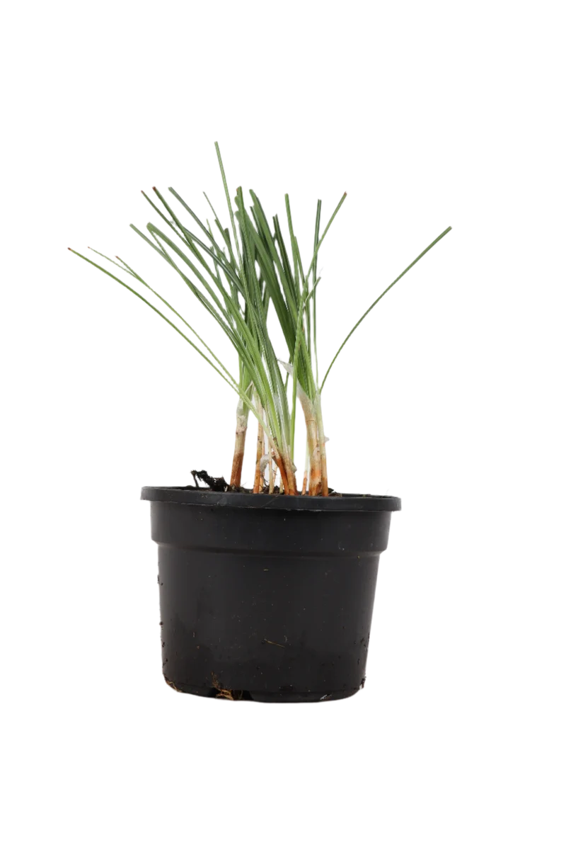 Crocus sativus (Safran/Safrankrokus)