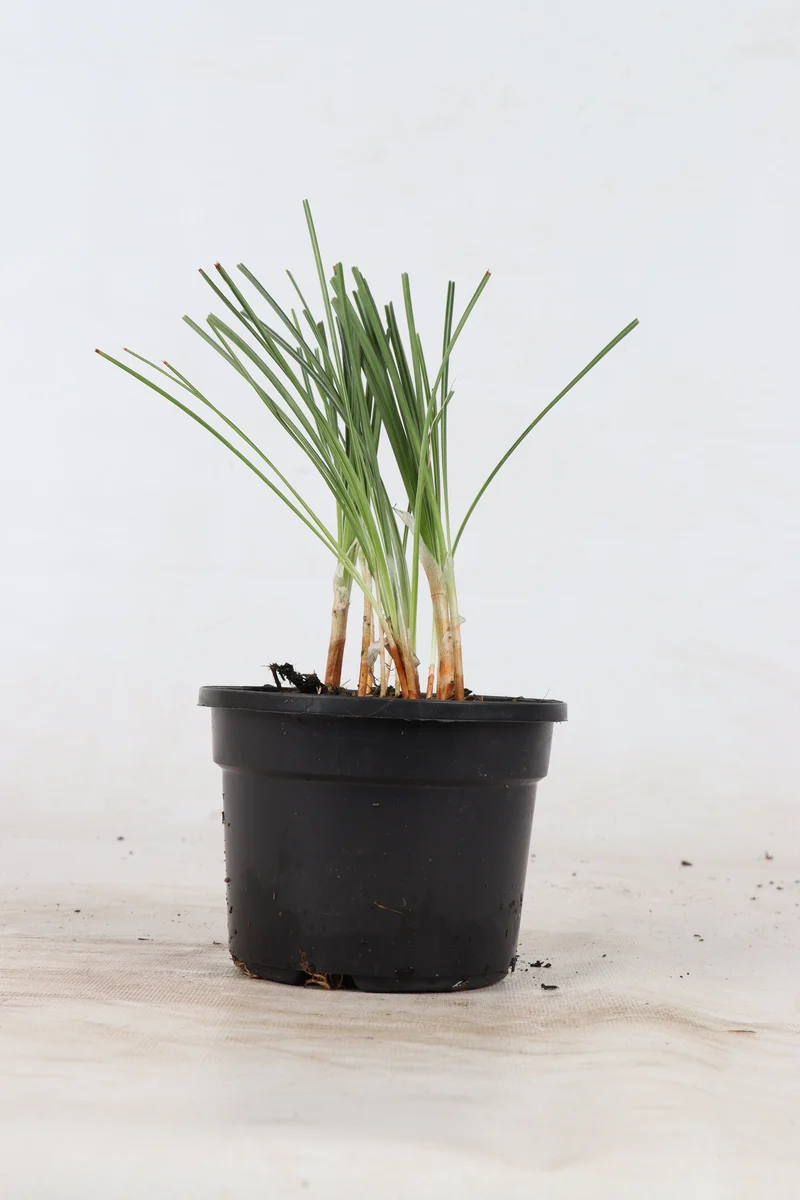 Crocus sativus (Safran/Safrankrokus)