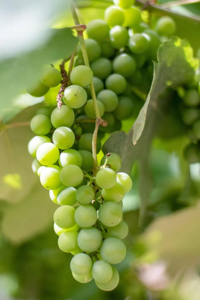 Weiße Traube (Vitis vinifera) (L)