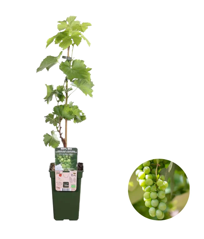 Weiße Traube (Vitis vinifera) (L)